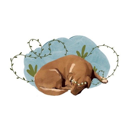 Petshop Zlata