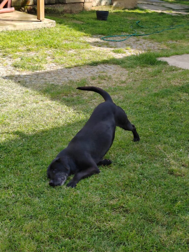 Laki