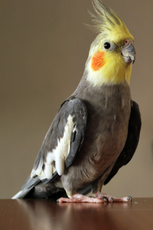 Pipi, pipica
