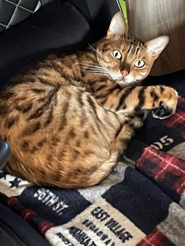 Laki