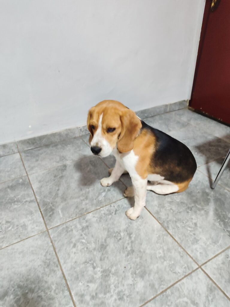 Roki